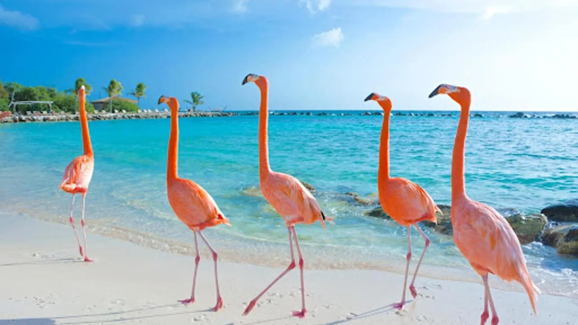 1-Bed Self Contained Apartment In Noord With Pool Aruba